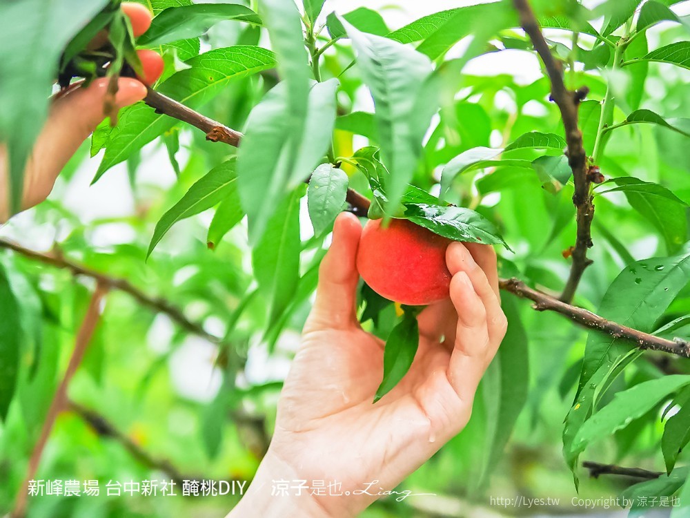 新峰農場 台中新社 醃桃DIY