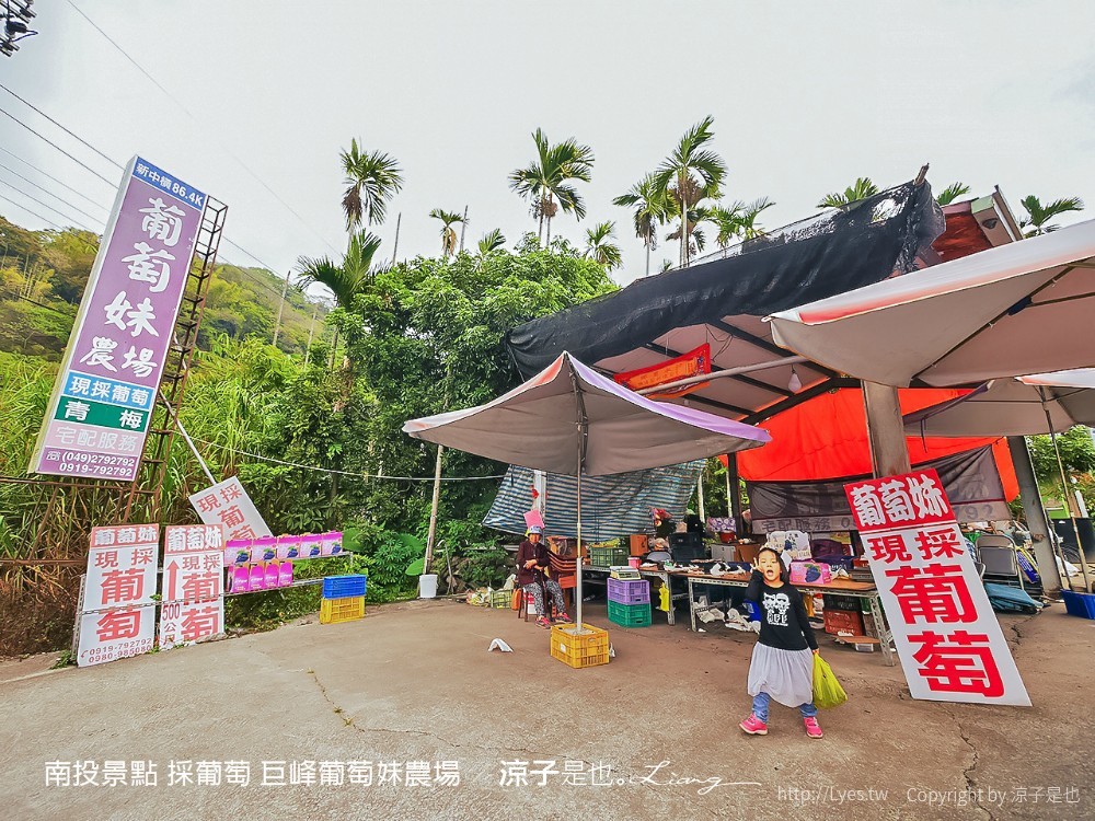 南投景點 採葡萄 巨峰葡萄妹農場