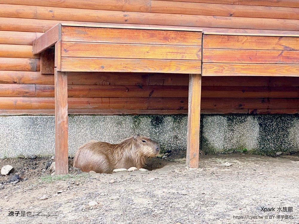 xpark水族館 門票優惠 桃園 親子景點 最新攻略 必看展區 美食餐廳 交通 停車 住宿