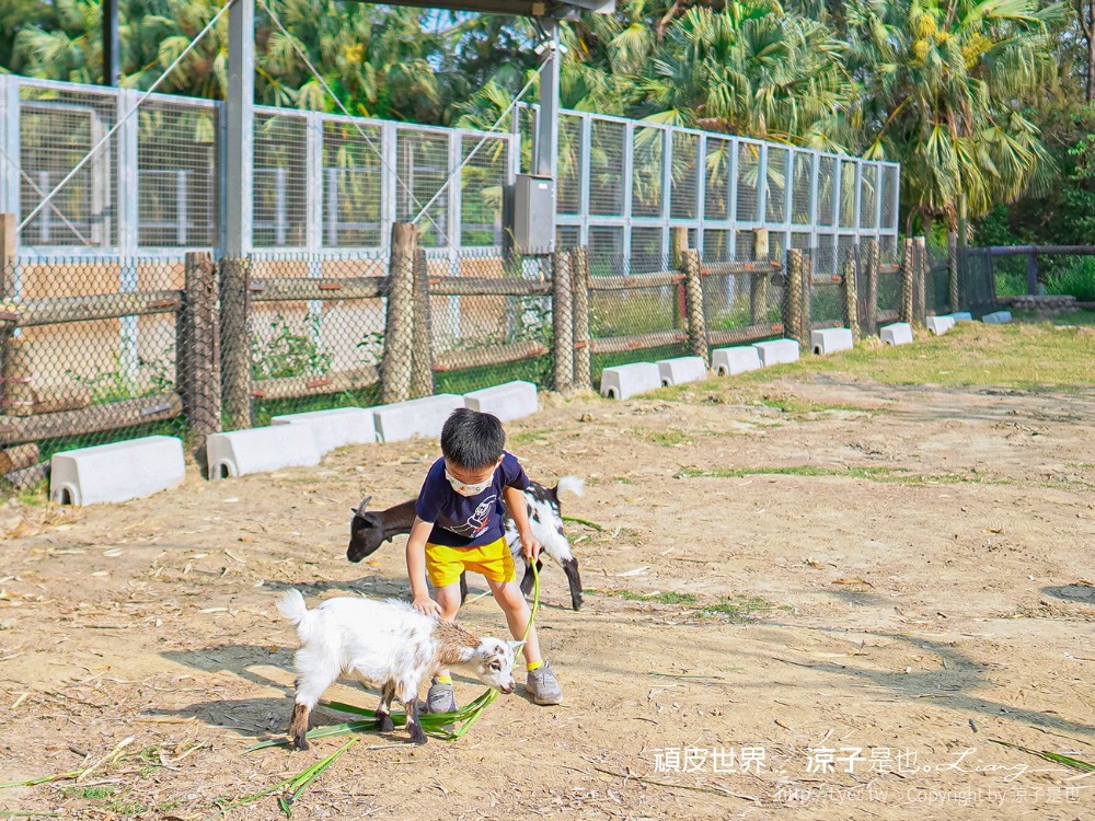 頑皮世界野生動物園攻略 門票優惠 台南親子景點 南台灣動物園 水豚君 長頸鹿 遊樂設施 戲水池