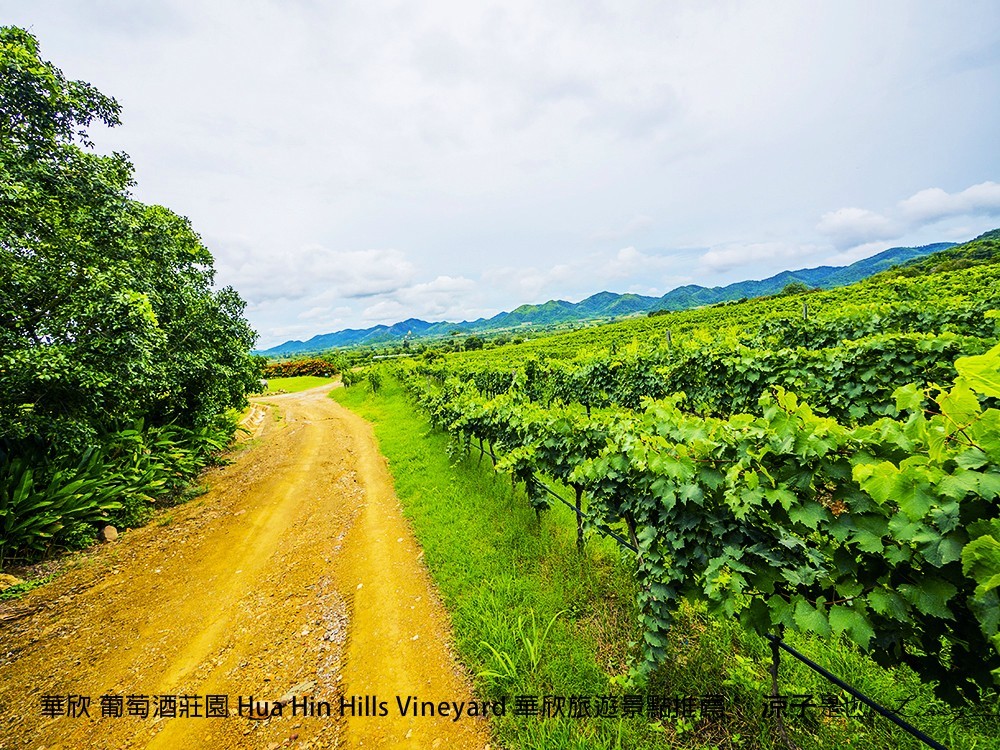 華欣 葡萄酒莊園 Hua Hin Hills Vineyard 華欣旅遊景點推薦
