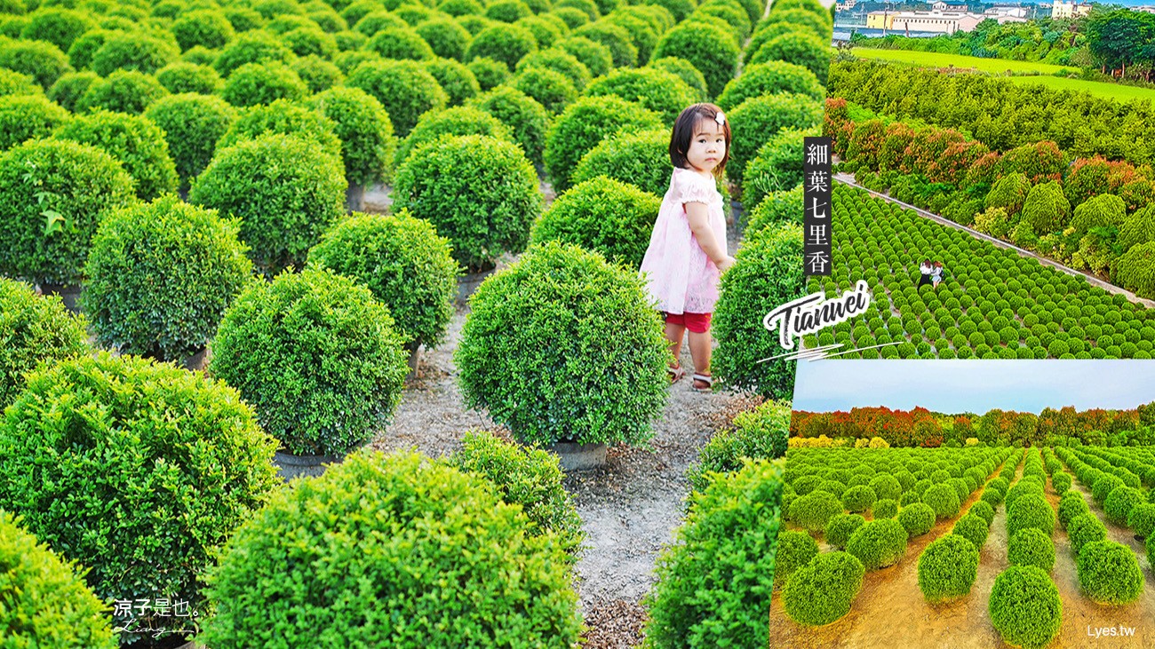 田尾-台版波波草 彰化 IG 爆紅景點 細葉七里香變身圓滾滾抹茶球