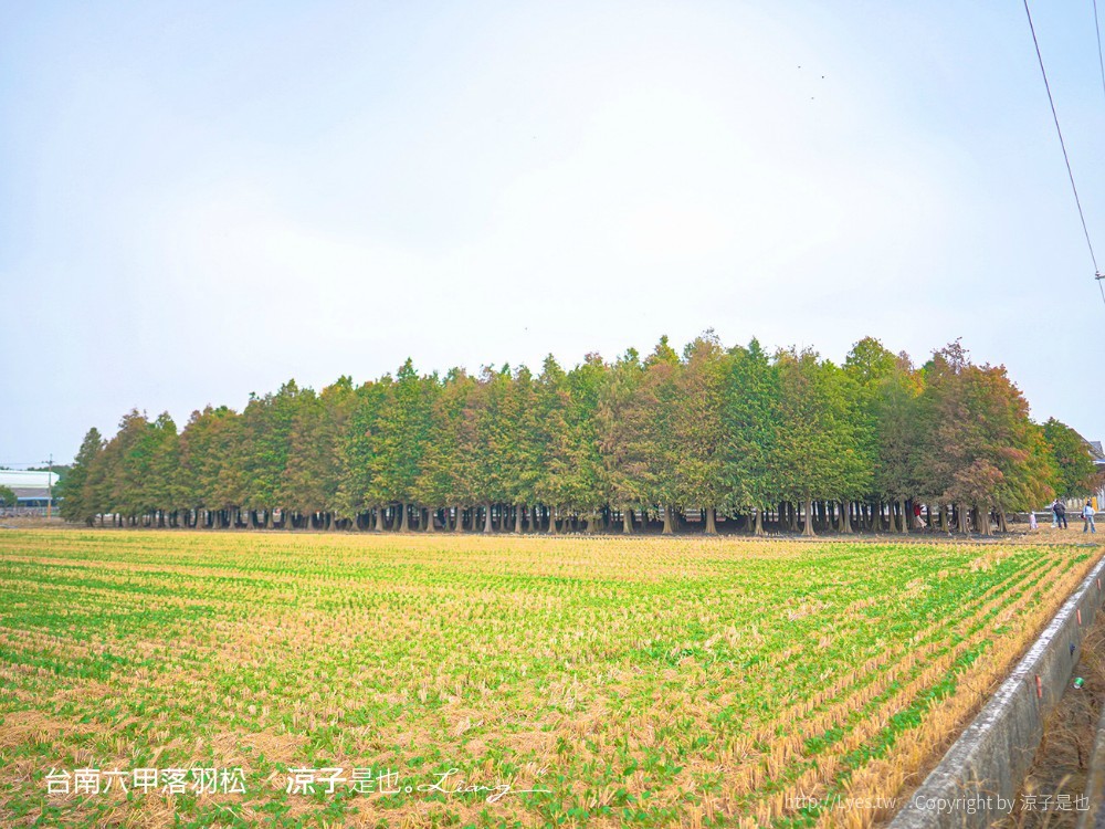 台南六甲落羽松森林秘境 台南景點 親子 2022 交通 停車場 台南一日遊 季節