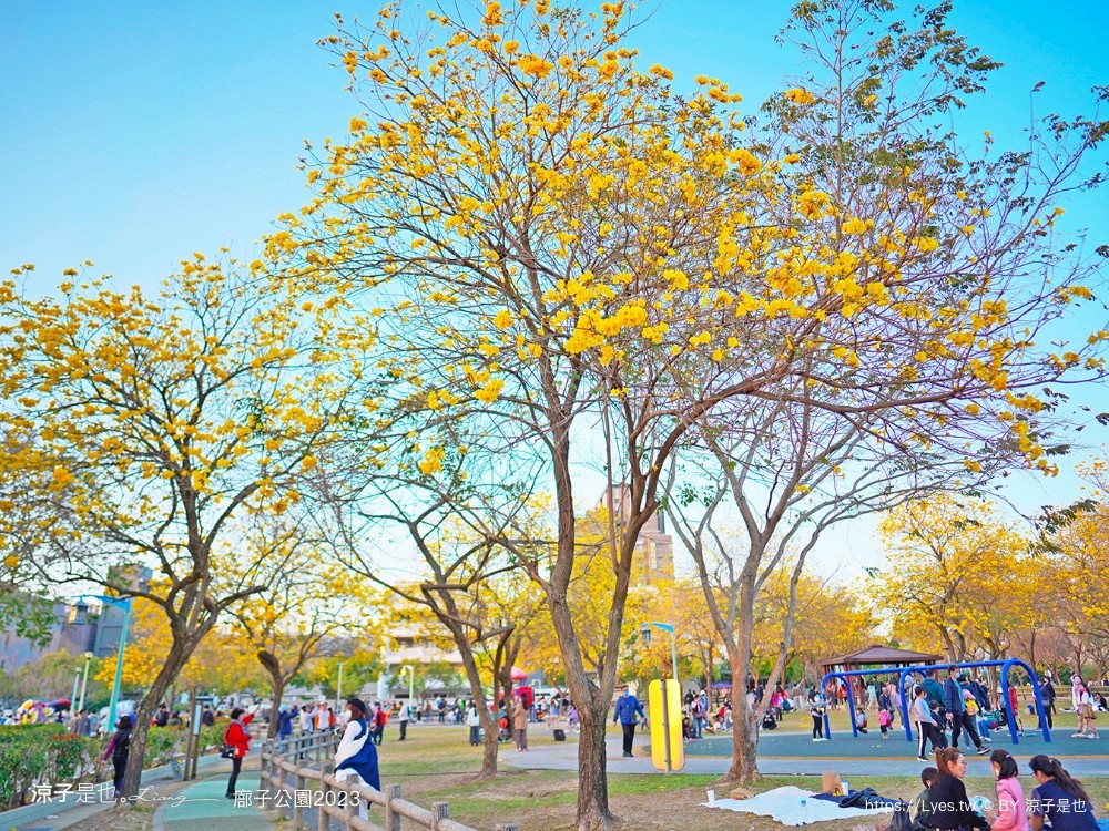廍子公園2023 黃金風鈴木 台中親子景點 野餐 賞花