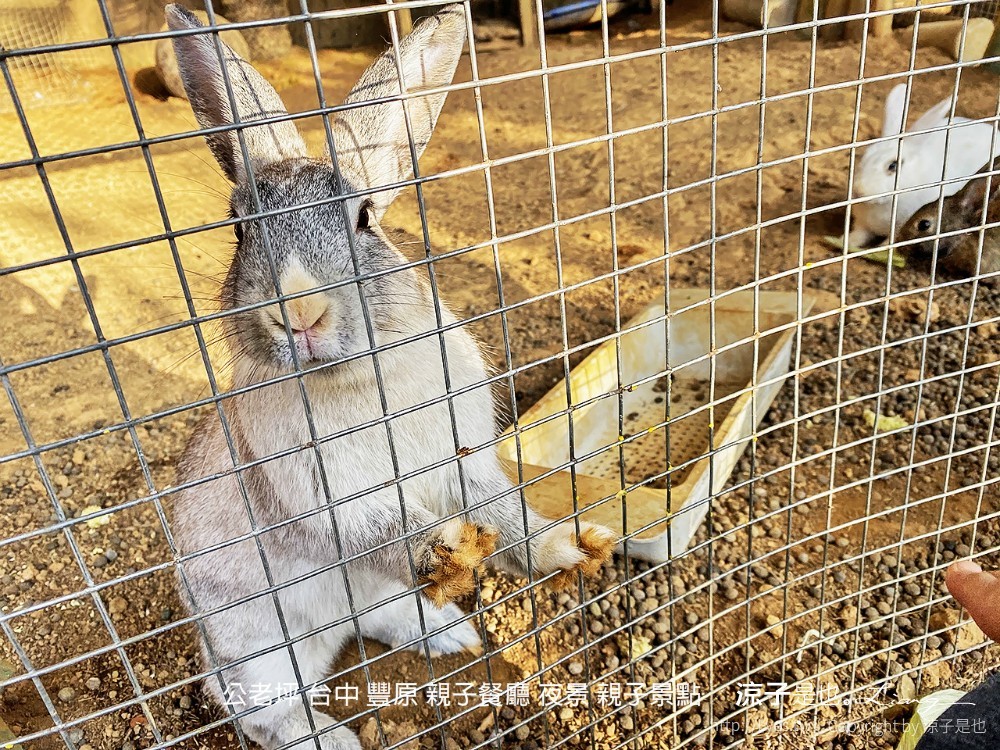 公老坪 台中 豐原 親子餐廳 夜景 親子景點