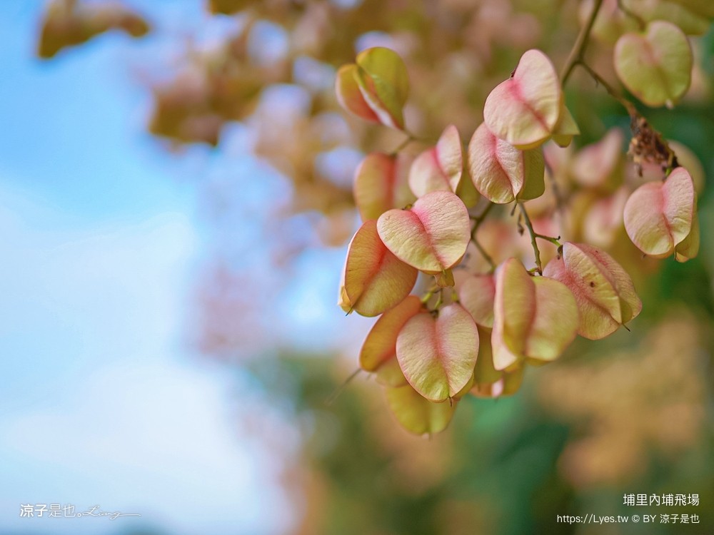 埔里景點 埔里內埔飛場 欒樹親子景點 南投藍花楹花道 賞花秘境 草地野餐 放風箏 玩球