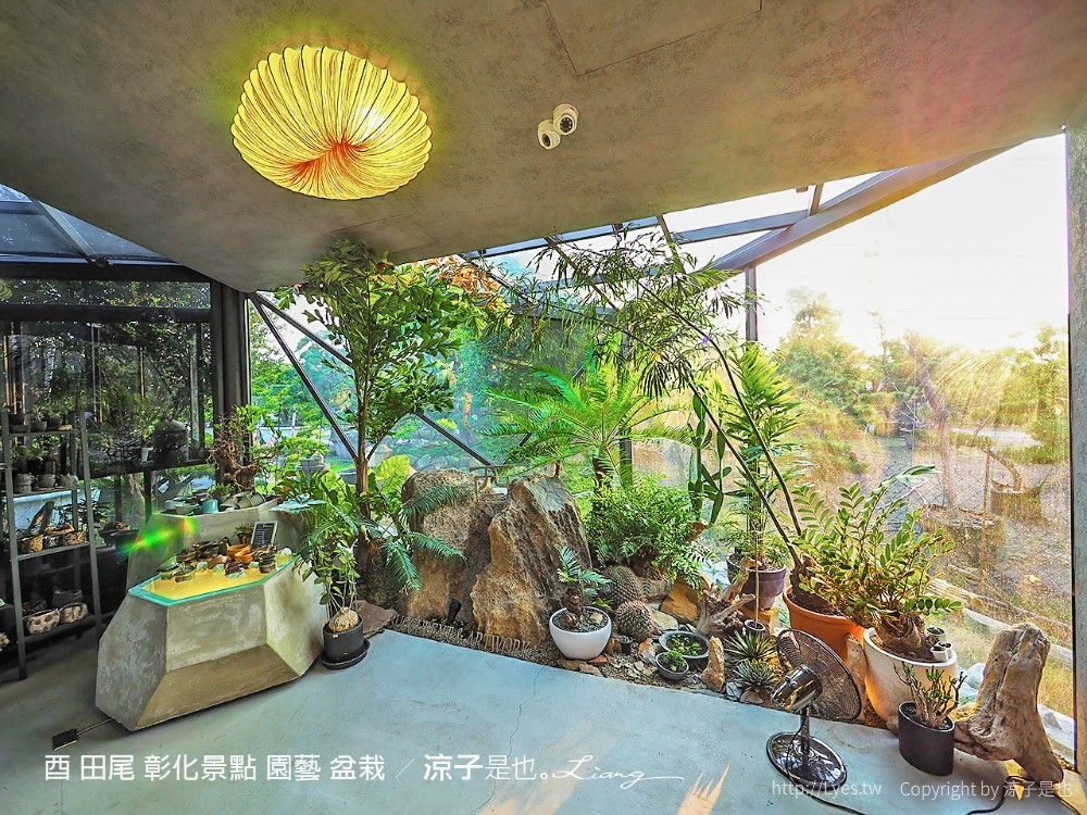 酉 田尾 彰化景點 園藝 盆栽