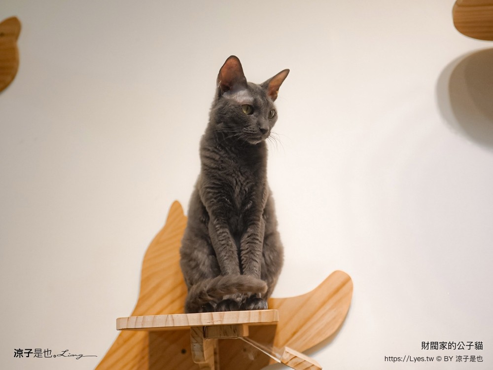 財閥家的公子貓 台南擼貓咖啡廳 台南景點推薦 狐獴 台南親子景點 室內景點 貓咪咖啡館 浣熊 狐獴 袋鼠 球蟒 雪貂 守宮