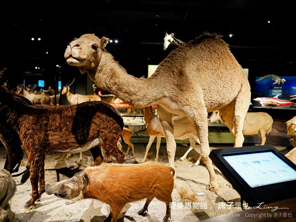 南博ONE 慢遊手札 2022臺南博物館節 奇美博物館 門票優惠 山上花園水道博物館 交通