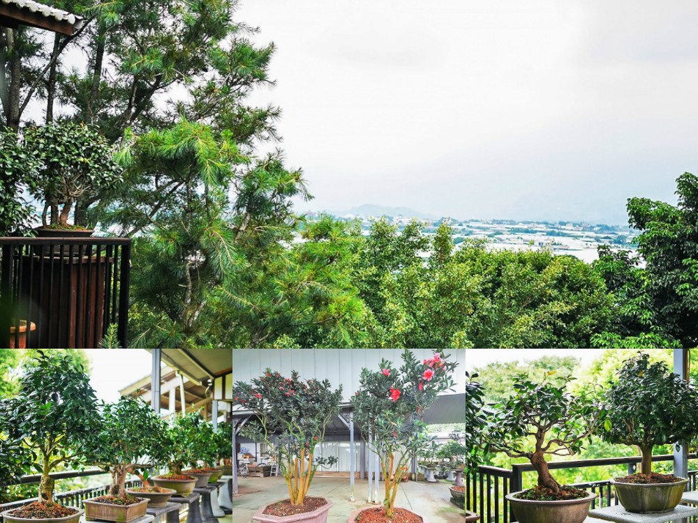 新社景點-明月居茶花山莊 無菜單懷石料理 全台最大茶花園 收藏眾多歷史古文物 三星堆青銅器