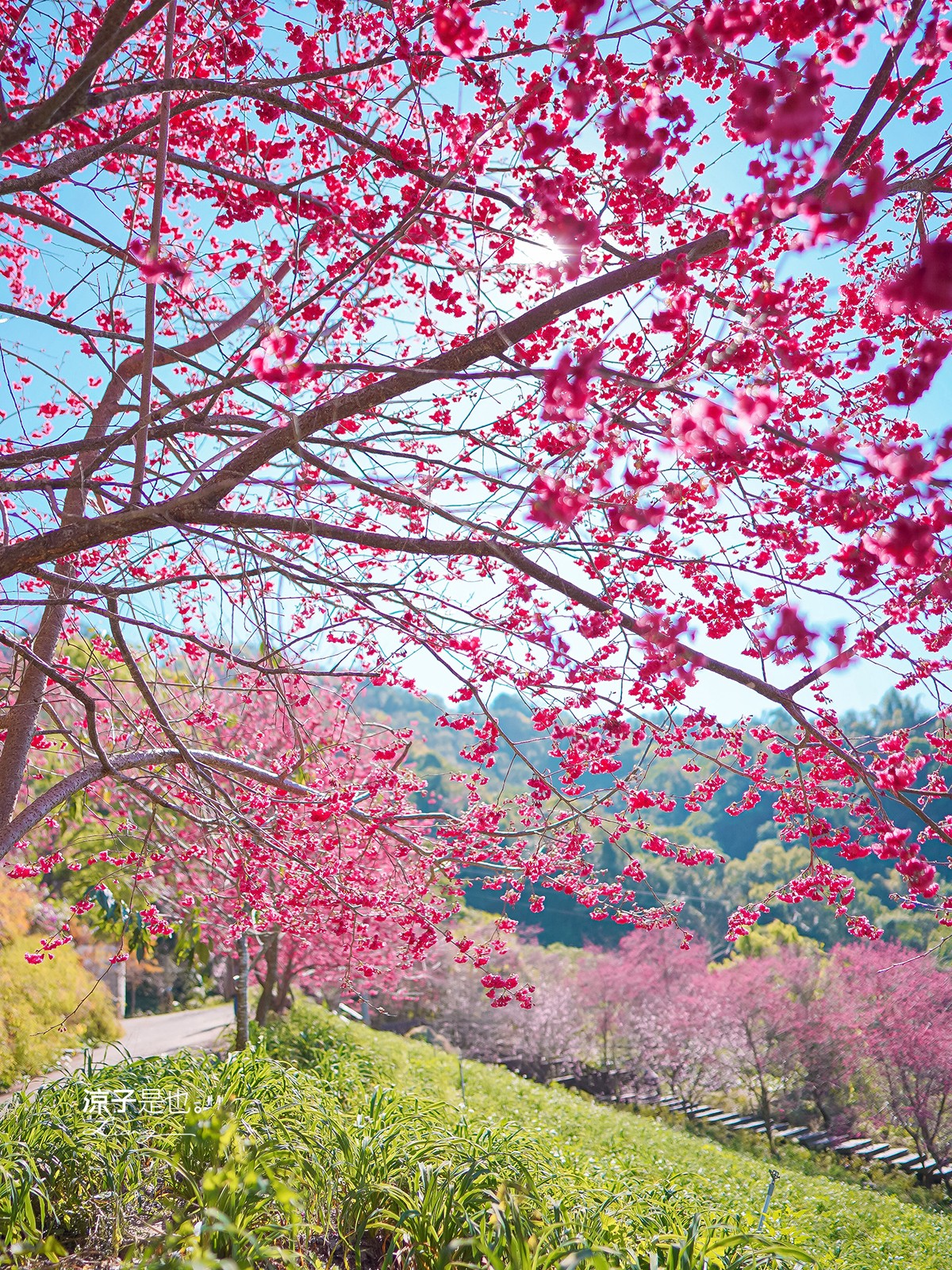 沐心泉休閒農場 2022 櫻花花況 票價 台中景點 預約 新社 親子景點 接泊車 白雪木 黃金楓