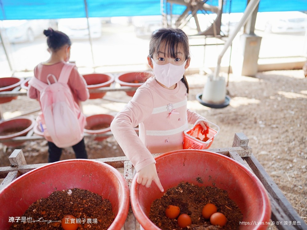 正實親子農場 門票 彰化 親子景點 撿雞蛋 氣墊樂園 溜滑梯 免費 餵小動物體驗 沙坑