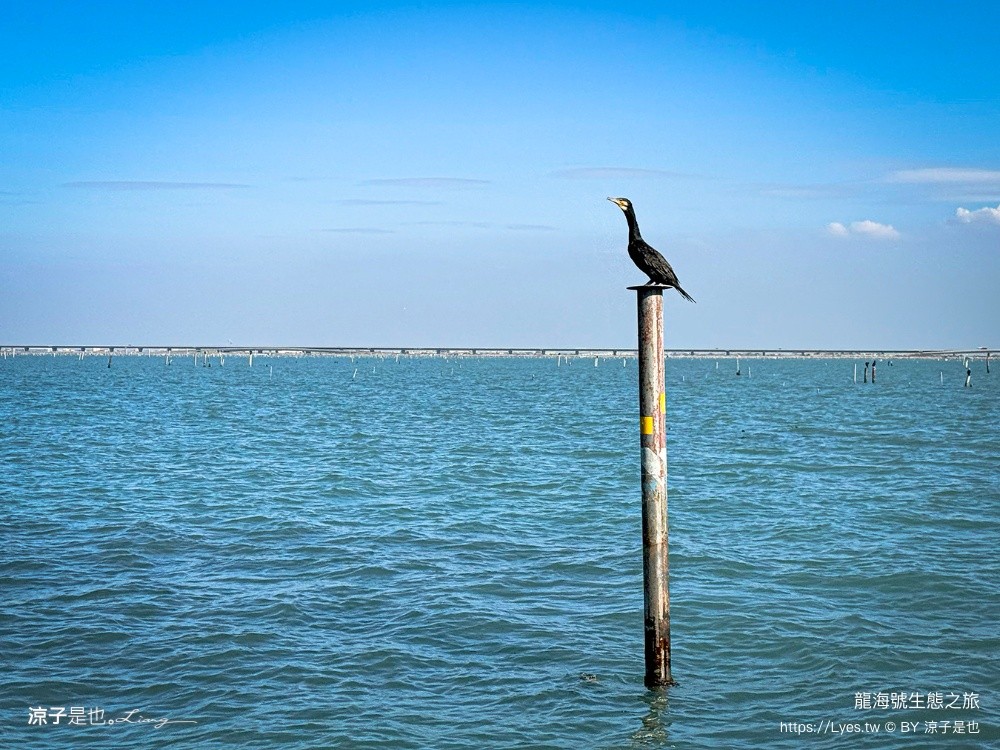 龍海號生態之旅 台南七股景點 台南景點 烤蚵吃到飽 親子景點 台南生態旅遊