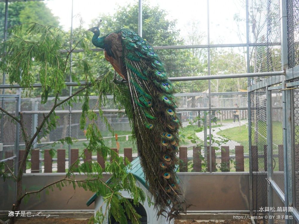 水與松萌萌園 門票 埔里 親子景點 動物園 埔里一日遊推薦 南投農場 羊駝 水豚君 南投景點