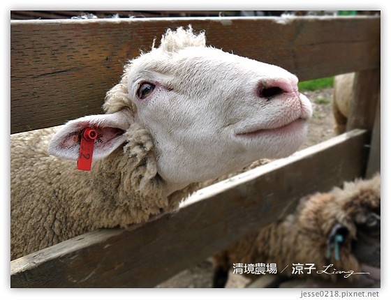 清境農場 1