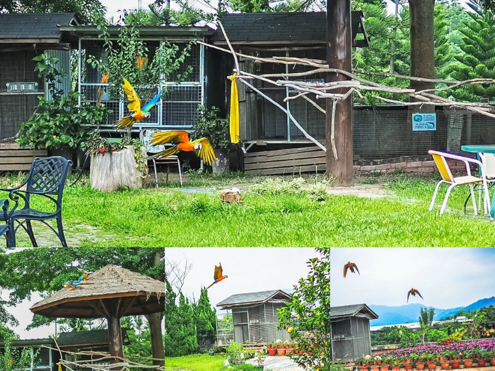 新社景點-櫻花鳥森林 迷你小火車x溜滑梯戲水區x鸚鵡放飛秀x露營 不止花好拍 親子旅遊也好玩！