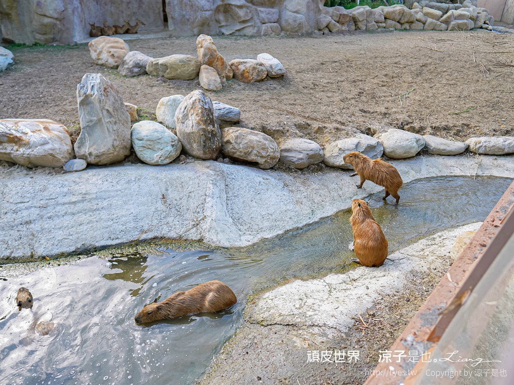 頑皮世界野生動物園攻略 門票優惠 台南親子景點 南台灣動物園 水豚君 長頸鹿 遊樂設施 戲水池