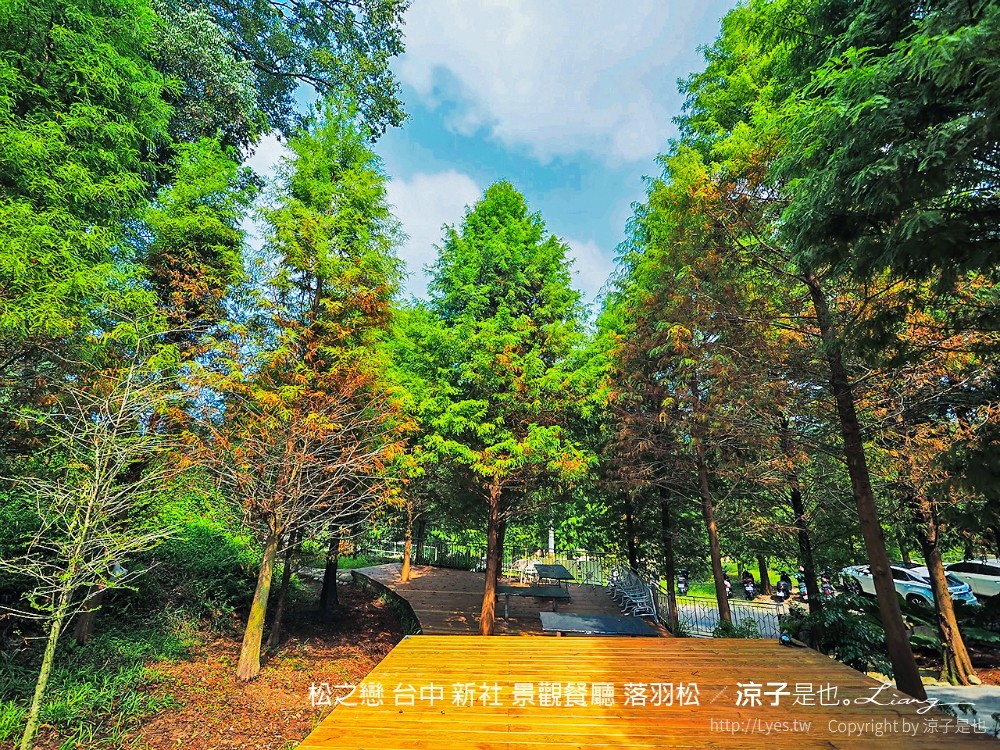 松之戀 台中 新社 景觀餐廳 落羽松