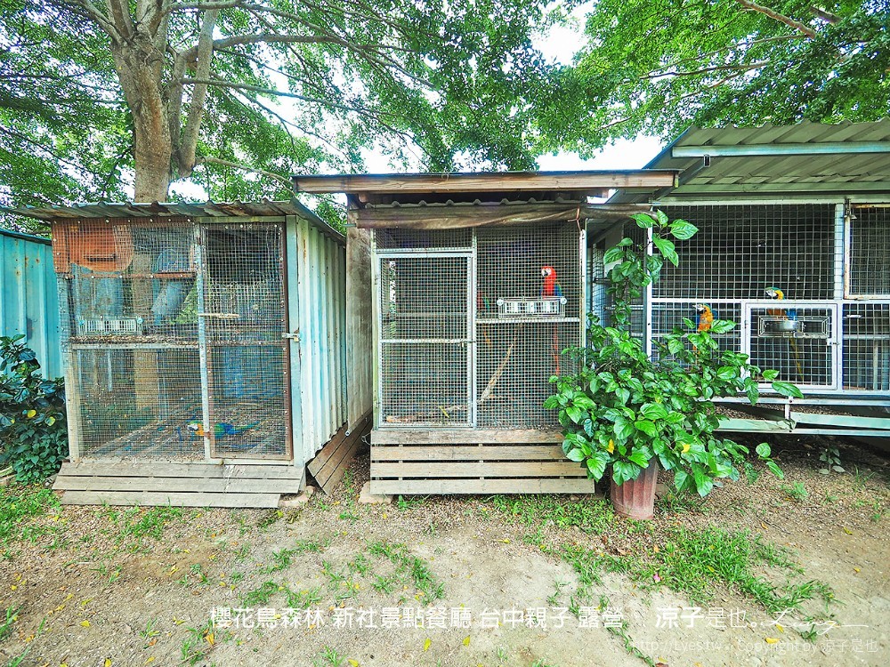 新社景點-櫻花鳥森林 迷你小火車x溜滑梯戲水區x鸚鵡放飛秀x露營 不止花好拍 親子旅遊也好玩！