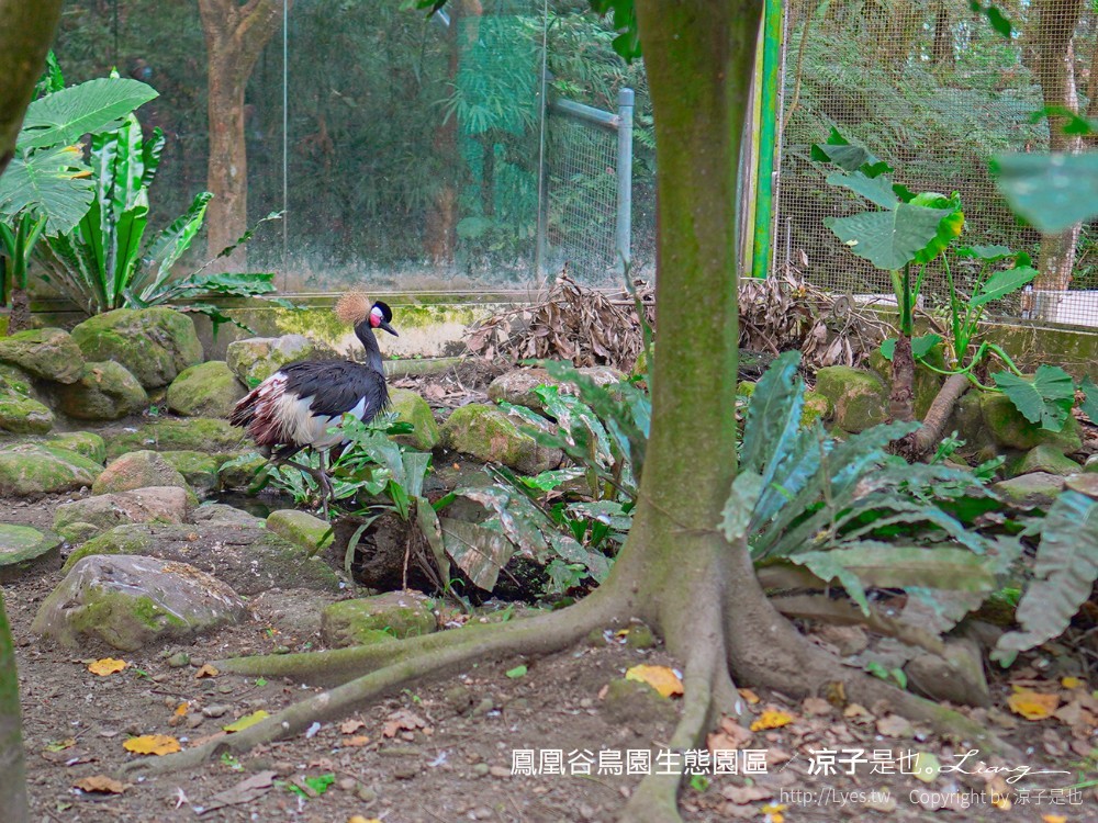 鳳凰谷鳥園生態園區 南投 親子景點 森林溜滑梯 賞鳥 DIY 鹿谷 步道 吊橋 瀑布