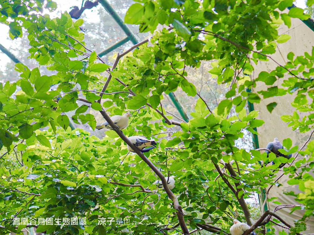 鳳凰谷鳥園生態園區 南投 親子景點 森林溜滑梯 賞鳥 DIY 鹿谷 步道 吊橋 瀑布