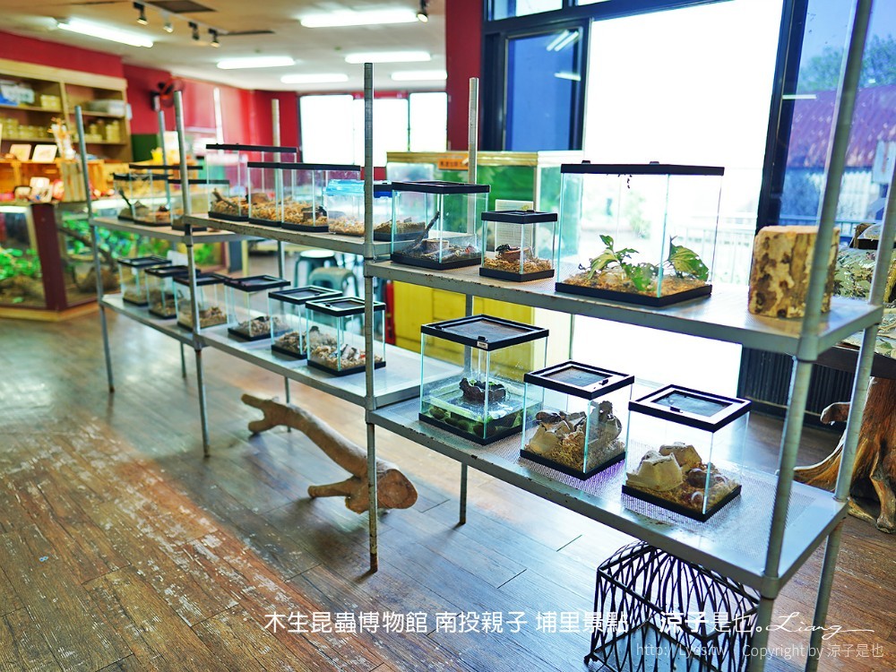 木生昆蟲博物館 南投親子 埔里景點
