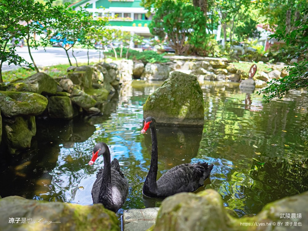福壽山農場 民宿房型 住宿 露營 賞楓