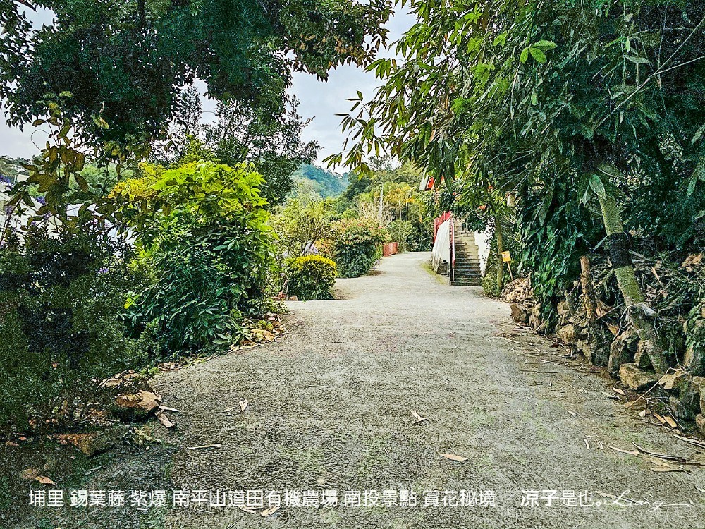 埔里 錫葉藤 紫爆 南平山道田有機農場 南投景點 賞花秘境