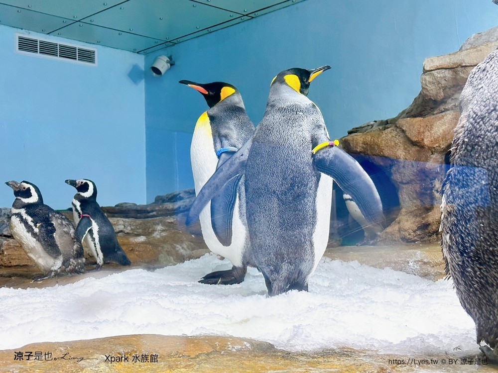 xpark水族館 門票優惠 桃園 親子景點 最新攻略 必看展區 美食餐廳 交通 停車 住宿