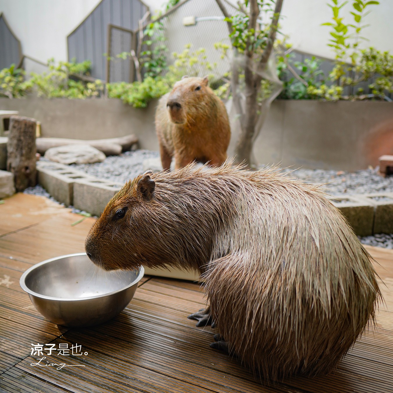 2025卡比胖拉出沒注意 台南景點 親子景點 水豚君 安平漁人碼頭 親子旅遊 假日市集 卡比胖拉夜間燈光秀 臺南萌翻天