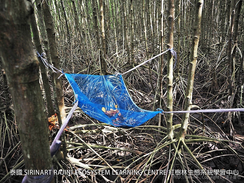 泰國 SIRINART RAJINI ECOSYSTEM LEARNING CENTRE 紅樹林生態系統學習中心