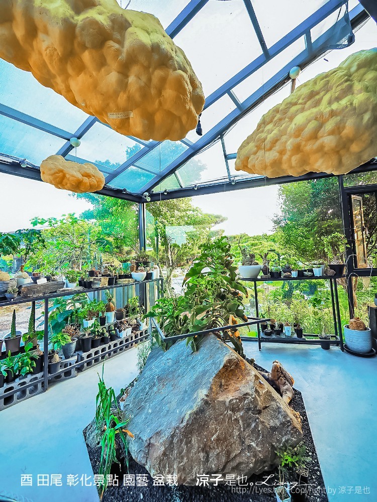 酉 田尾 彰化景點 園藝 盆栽