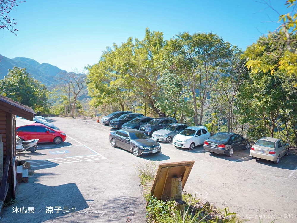 沐心泉休閒農場 2022 櫻花花況 票價 台中景點 預約 新社 親子景點 接泊車 白雪木 黃金楓