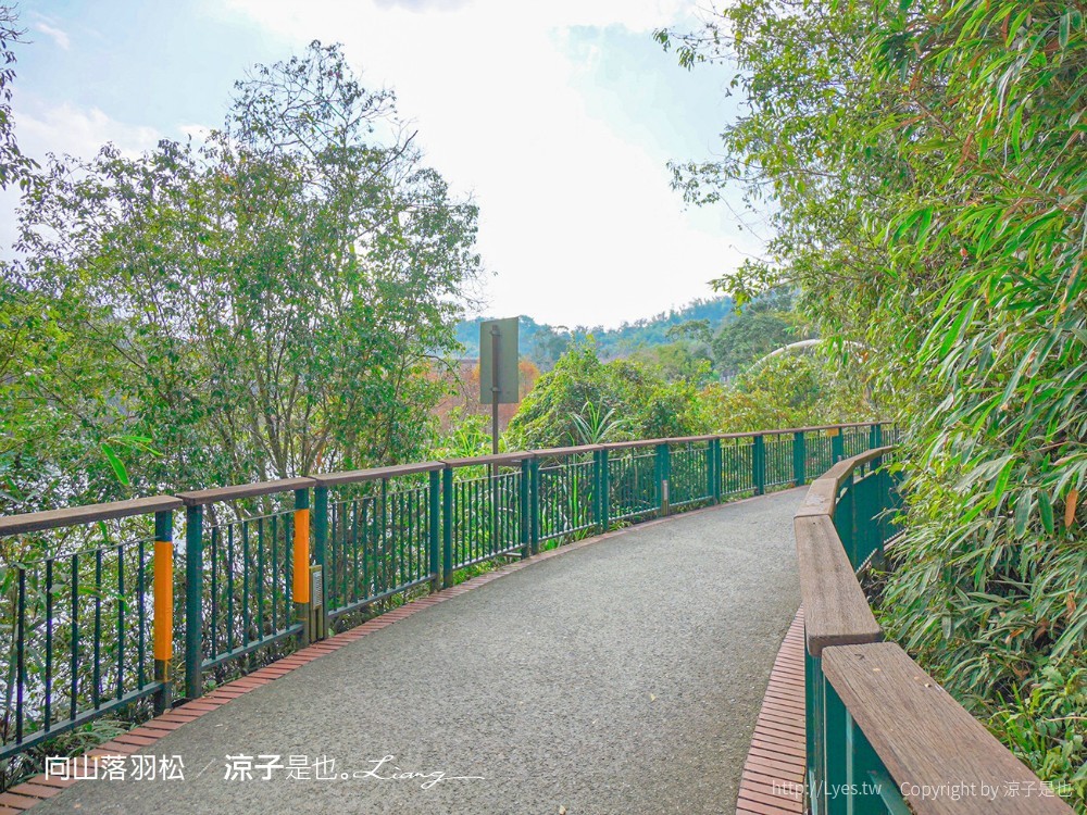 向山落羽松 日月潭自行車道 湖畔 落羽松步道 日月潭景點推薦 IG打卡 南投親子