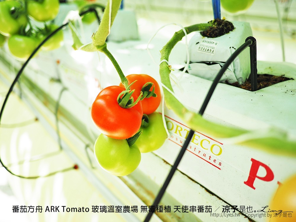番茄方舟 ARK Tomato 玻璃溫室農場 無毒種植 天使串番茄
