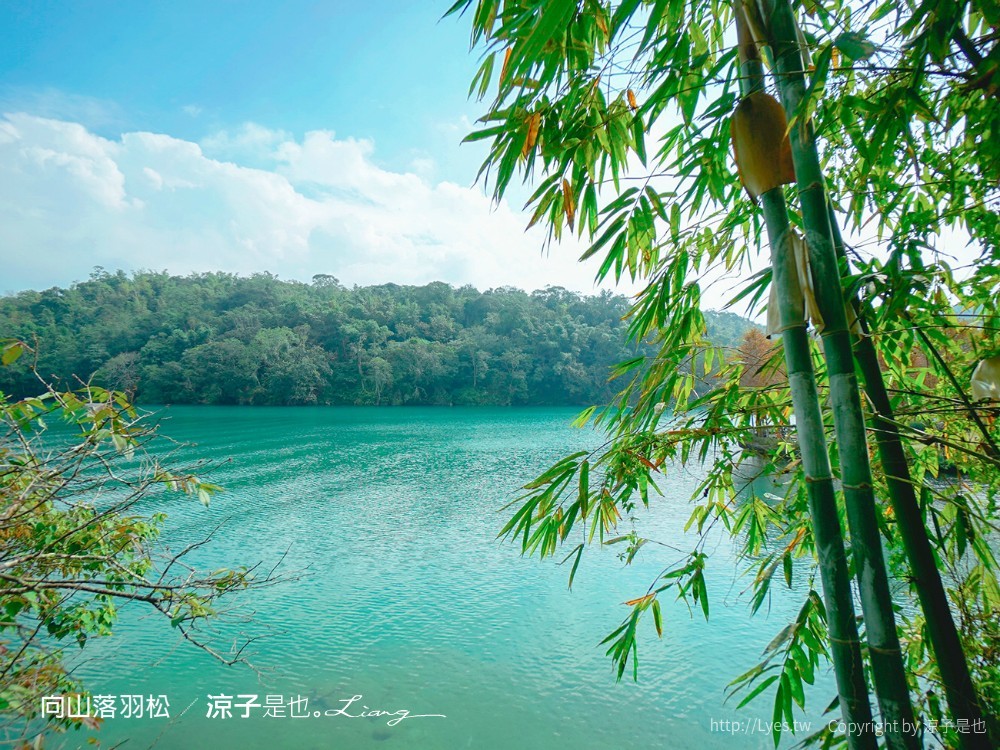 向山落羽松 日月潭自行車道 湖畔 落羽松步道 日月潭景點推薦 IG打卡 南投親子