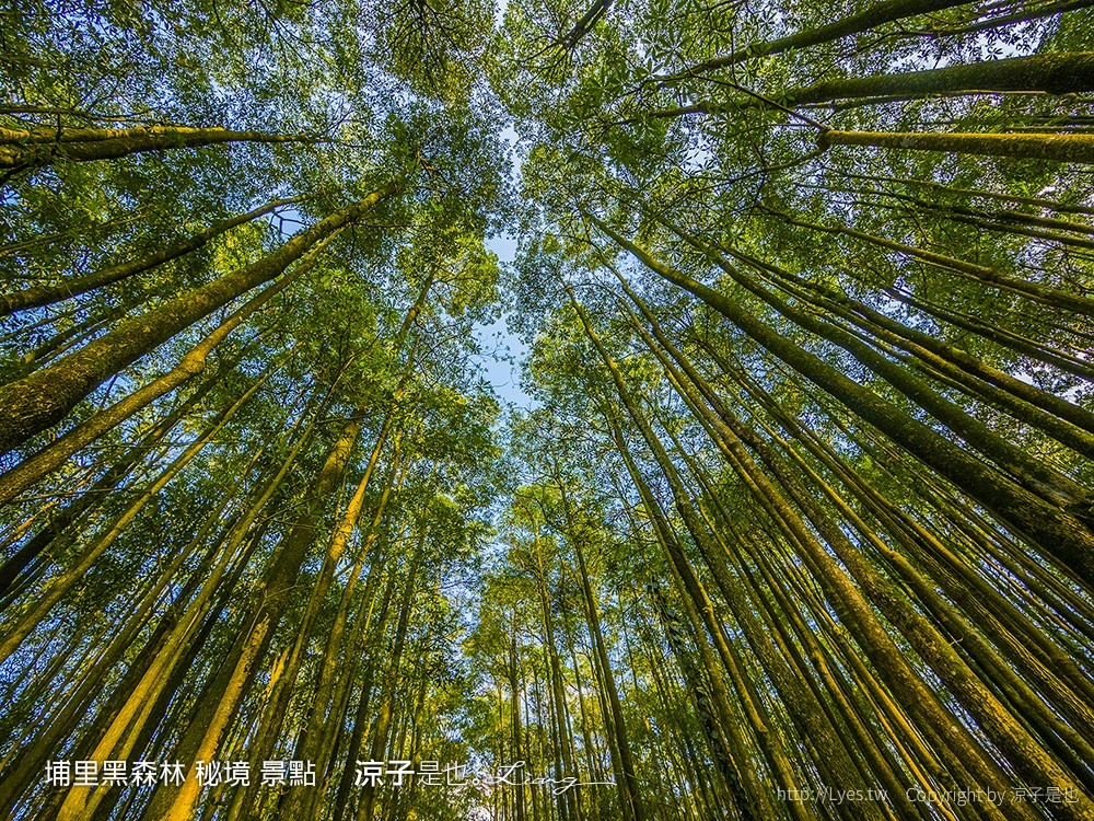 埔里黑森林 秘境 景點