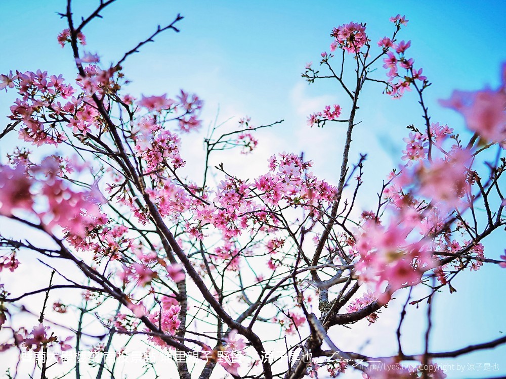 暨南大學櫻花 南投景點 埔里親子 野餐