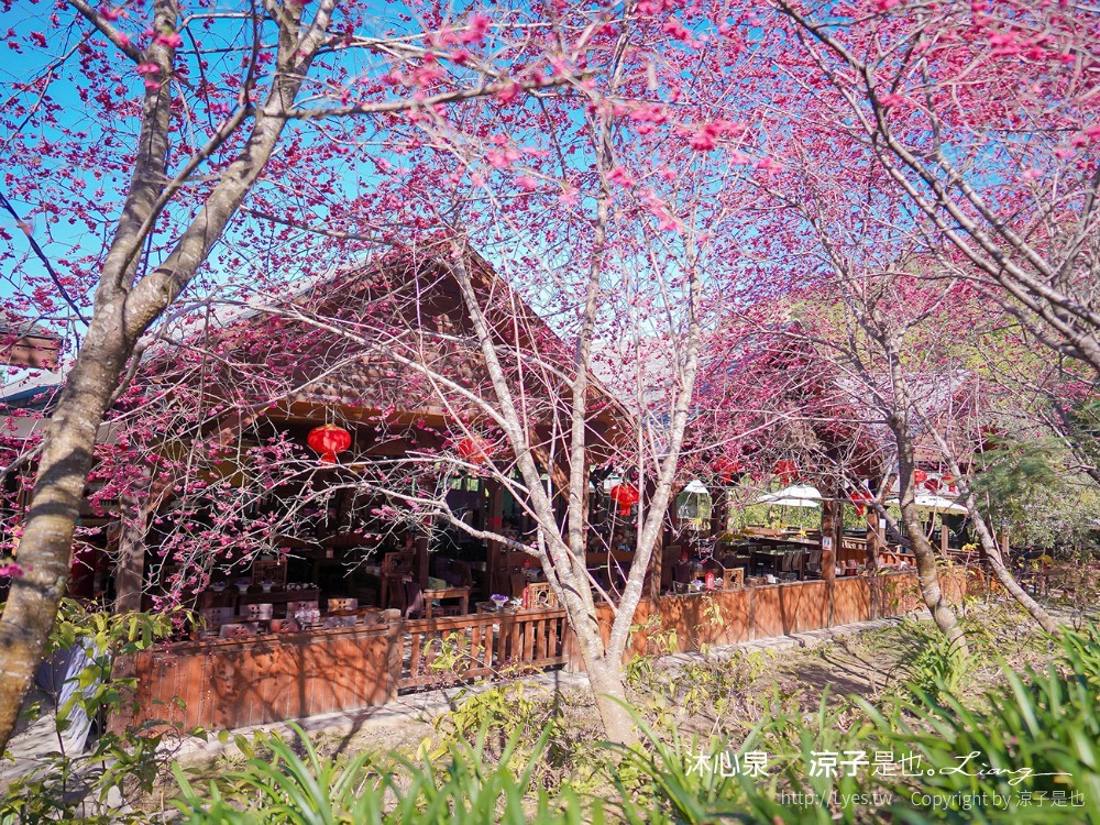 沐心泉休閒農場 2022 櫻花花況 票價 台中景點 預約 新社 親子景點 接泊車 白雪木 黃金楓
