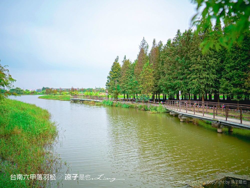 台南六甲落羽松森林秘境 台南景點 親子 2022 交通 停車場 台南一日遊 季節
