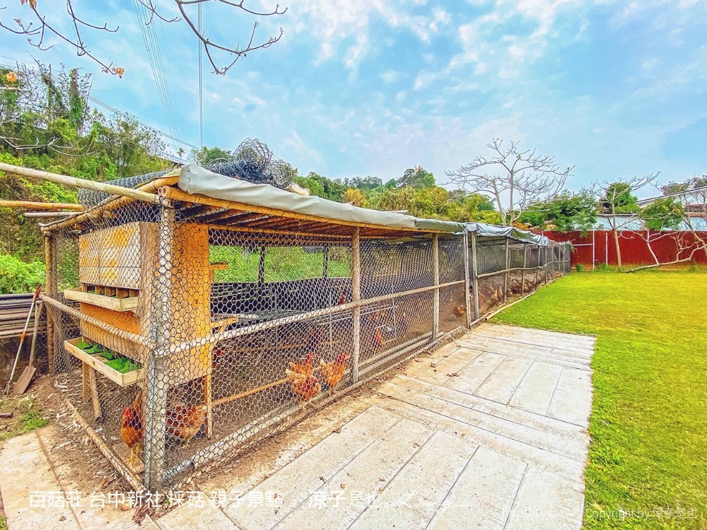 百菇莊 台中新社 採菇 親子景點