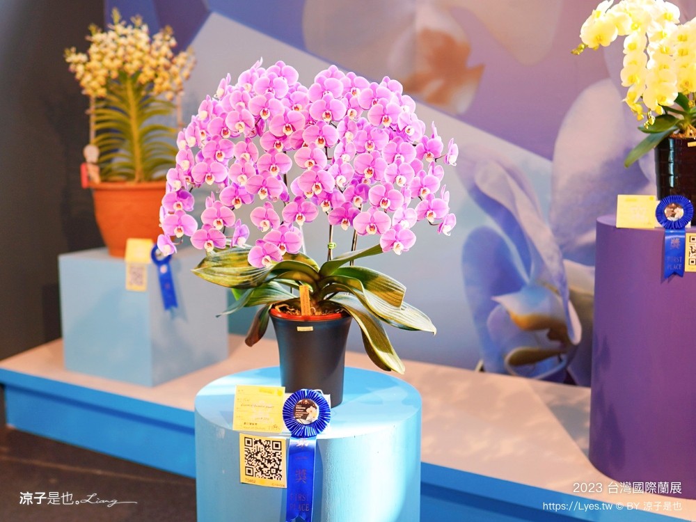 台灣國際蘭展 門票 2023時間 台南景點 魔境 恐龍 親子diy 必看亮點 台南限定蘭花