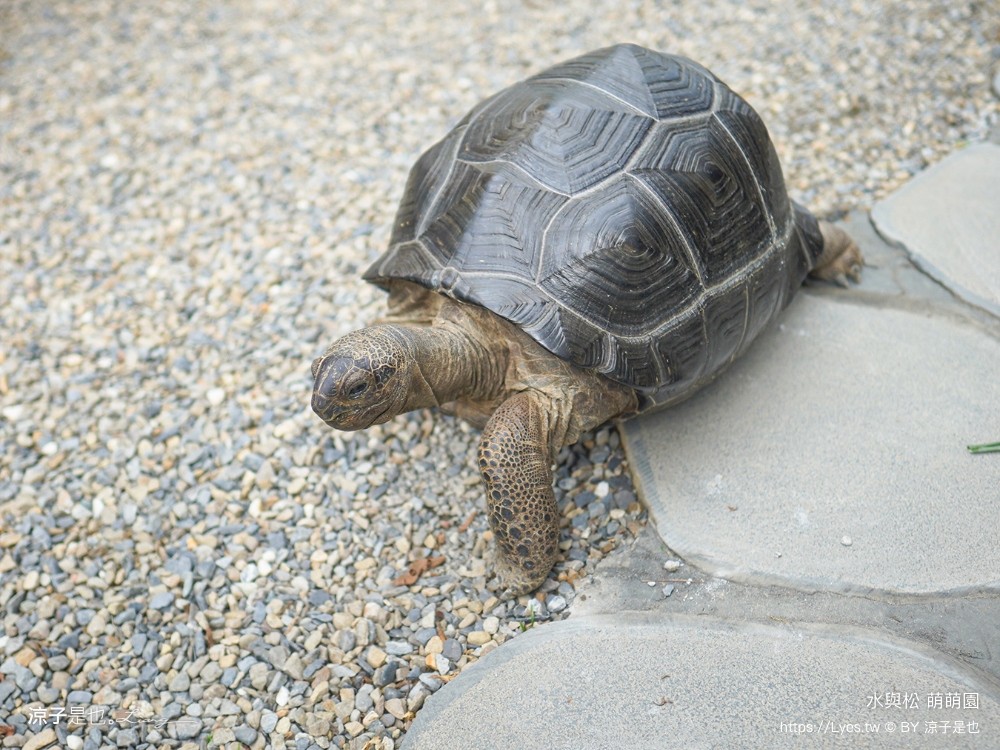 水與松萌萌園 門票 埔里 親子景點 動物園 埔里一日遊推薦 南投農場 羊駝 水豚君 南投景點