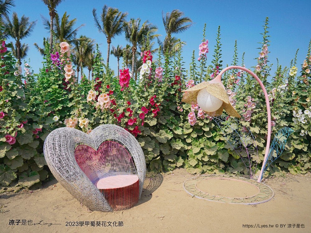 學甲蜀葵花文化節 2023 蜀葵花季 一丈紅迷宮 紫色鼠尾草 季節 花況 交通 學甲景點