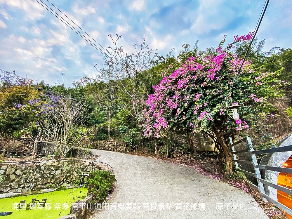 埔里 錫葉藤 紫爆 南平山道田有機農場 南投景點 賞花秘境