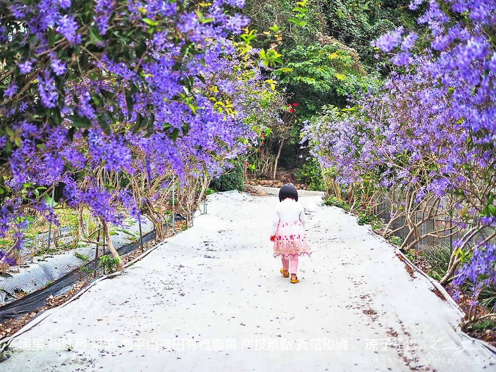 埔里 錫葉藤 紫爆 南平山道田有機農場 南投景點 賞花秘境