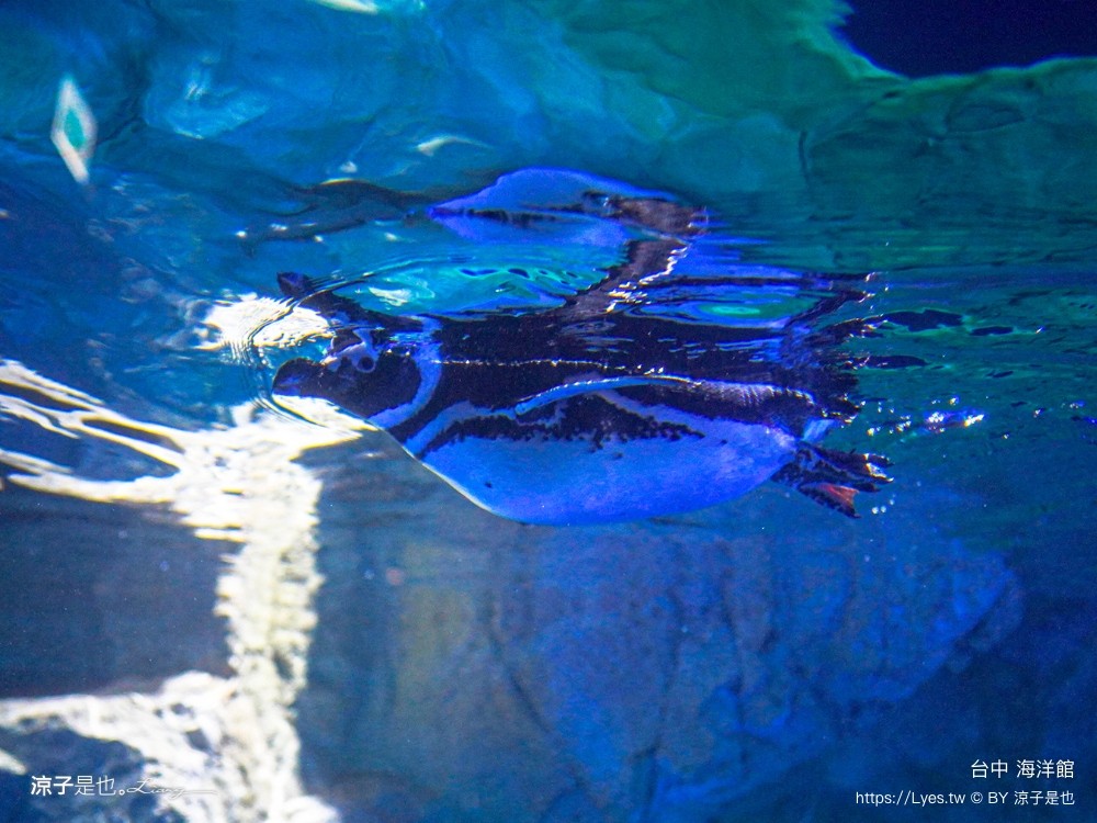 台中海洋館 門票優惠 交通 八大展區 免費票 台中親子景點 台中景點推薦 懶人包 攻略 必看特色