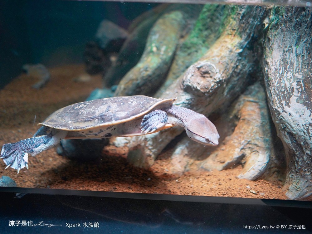 xpark水族館 門票優惠 桃園 親子景點 最新攻略 必看展區 美食餐廳 交通 停車 住宿