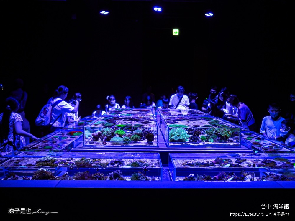 台中海洋館 門票優惠 交通 八大展區 免費票 台中親子景點 台中景點推薦 懶人包 攻略 必看特色