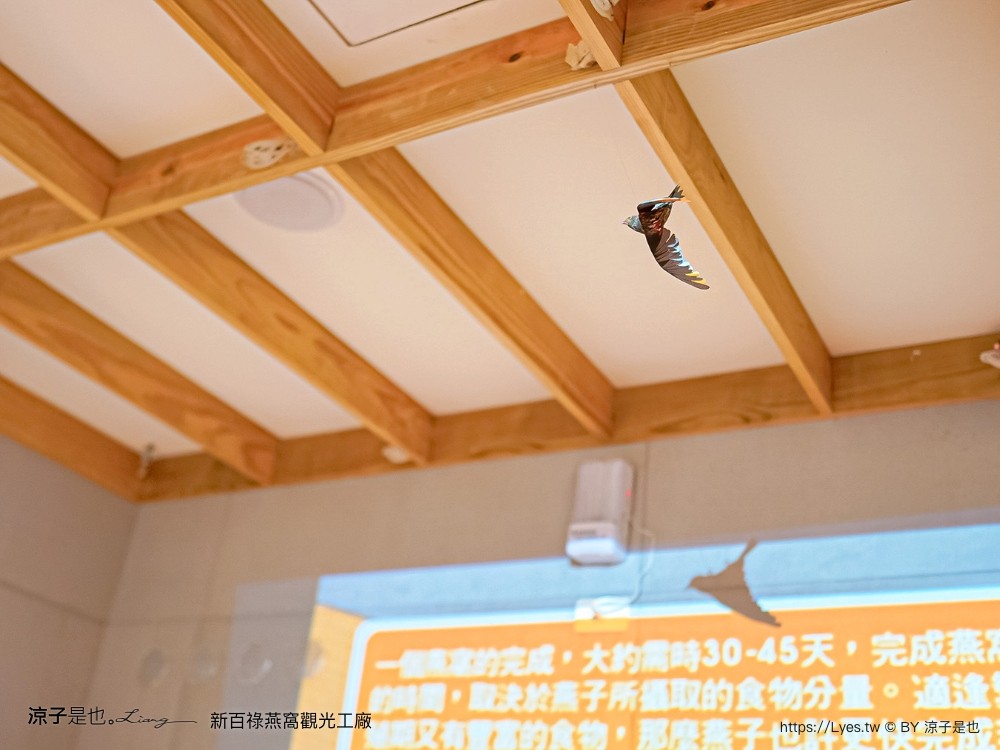 新百祿燕窩觀光工廠 免門票 台南景點 親子景點 燕窩DIY 台南伴手禮 互動體驗 新百祿燕窩評價